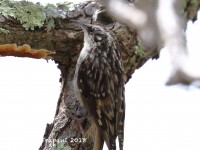 0J6A0403Brown_Creeper