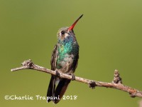 0J6A0431Broad-billed_Hummingbird