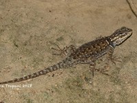 0J6A0439Spiny_Lizard