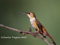 0J6A0457Rufous_Hummingbird