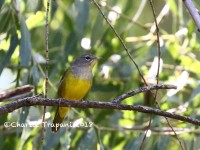 0J6A0655MacGillvrays_Warbler