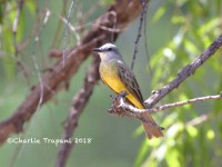 0J6A0716Tropical_Kingbird