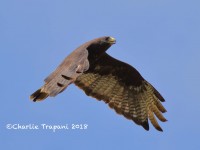 0J6A0746Zone-Tailed_Hawk