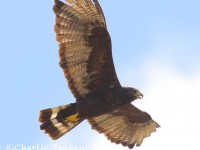 0J6A0753Zone-tailed_hawk