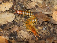 0J6A0809Tiger_Milipede