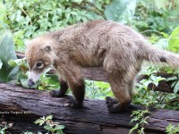 0J6A0900Coati