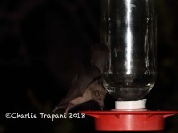 0J6A0917Mexican_Long-Nosed_Bat