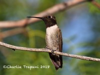 0J6A0960Black-chinned_Hummingbird