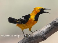 0J6A1017Hooded_Oriole