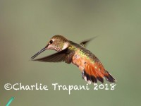 0J6A1028Rufous_Hummingbird