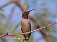 0J6A1034Black-chinned_Hummingbird