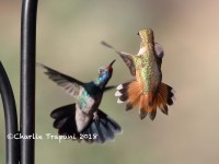 0J6A1073Rufous_Hummingbird