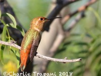 0J6A1088Rufous_Hummingbird