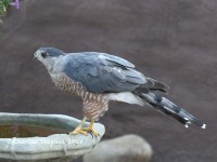 0J6A1106Cooper_Hawk