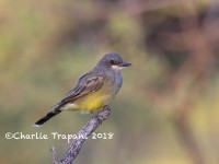 0J6A1217Cassins_Kingbird