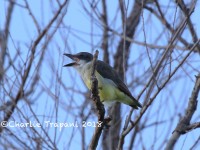 0J6A1239Thick-billed_Kingbird