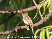 0J6A1243Flycatcher_Arivaca