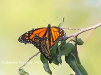 0J6A1246Mating_Monarch_Butterflies