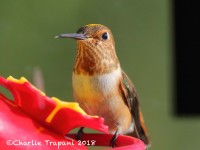 0J6A1292Rufous_Hummingbird