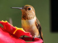 0J6A1294Rufous_Hummingbird
