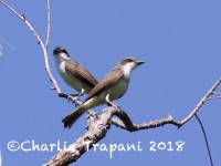 0J6A8293Thick-billed_Kingbirds