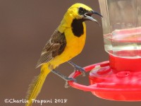 0J6A8595Fuzzy_Hooded_Oriole