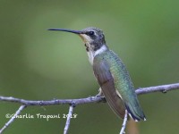 0J6A8660Black-chinned_Hummingbird