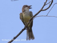 0J6A8732Thick-billed_Kingbird