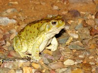 0J6A8885Colorado_River_Toad