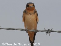 0J6A8899Cliff_Swallow