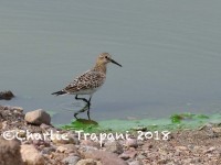 0J6A9037Bairds_Sandpiper