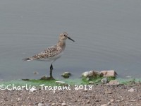 0J6A9054Bairds_Sandpiper