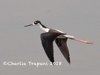 0J6A9060Black-necked_Stilt