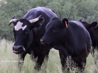 0J6A9145AZ_Cows