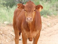 0J6A9158Cow