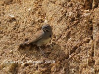 0J6A9169Five-striped_Sparrow