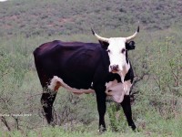 0J6A9263Cow