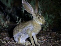 0J6A9286Baby_Jackrabbit