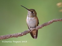 0J6A9507Broad-tailed_Hummingbird