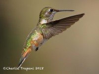 0J6A9527Broad-tailed_Hummingbird