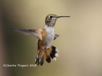 0J6A9533Broad-tailed_Hummingbird