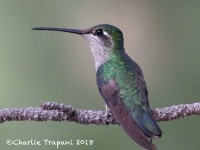 0J6A9581Mag_Hummingbird