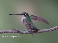 0J6A9585Mag_Hummingbird