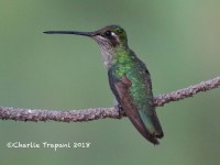 0J6A9590Mag_Hummingbird