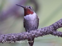 0J6A9622broad-tailed_Hummingbird