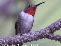 0J6A9630Broad-tailed_Hummingbird