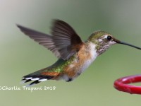 0J6A9646Broad-tailed_Hummingbird