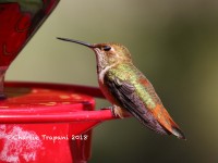 0J6A9692Rufous_Hummingbird