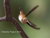 0J6A9700Rufous_Hummingbird