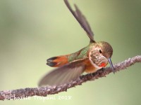 0J6A9707Rufous_Hummingbird